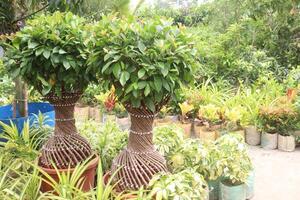 Ficus microcarpa tree plant on farm photo