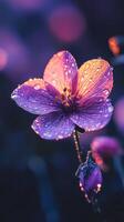 Purple Flower Dew Drops Morning Sunrise Close Up Macro Photography photo