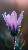 Closeup of a Purple Flower with Dew Drops at Sunrise photo