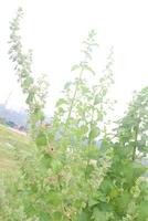 mesosphaerum suaveolens medicinal plant on field photo