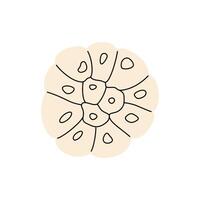 Simple chopped garlic bulb with visible cloves in hand drawn doodle style vector