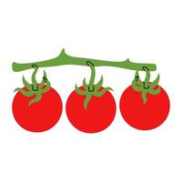 Branch of juicy ripe tomatoes. Hand drawn fresh bunch with ripe tomatoes on green stem. Ideal for recipe book vector