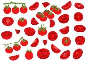 Detailed illustration of red tomato showing whole, sliced, and cross section views from multiple angles vector
