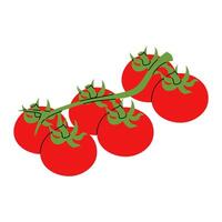 Hand drawn branch with fresh ripe tomatoes in doodle style. Good for recipe book vector