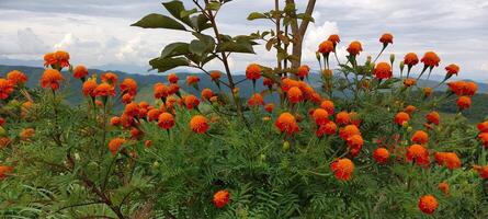 A vibrant field of orange marigold flowers in full bloom against a scenic mountain backdrop with a cloudy sky. photo