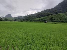 Lush green rice field with mountains in the background under a cloudy sky. photo