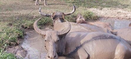 Group of water buffaloes soaking in a muddy pond surrounded by grassy terrain, capturing the serene and natural lifestyle of these animals. photo