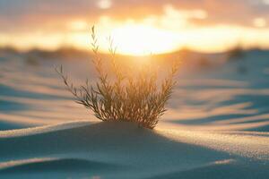 An isolated desert plant growing in the middle of dunes, sunset glow photo