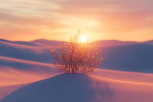 An isolated desert plant growing in the middle of dunes, sunset glow photo