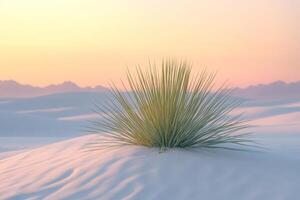 An isolated desert plant growing in the middle of dunes, sunset glow photo
