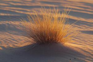 An isolated desert plant growing in the middle of dunes, sunset glow photo