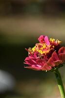 a bee on a red flower in the garden photo
