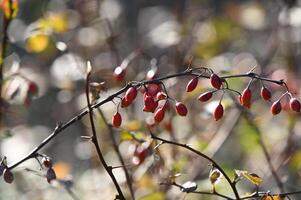 a bush with red berries in the sun photo