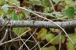 a branch with leaves and twigs on it photo
