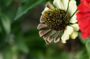a close up of a flower with a brown center photo
