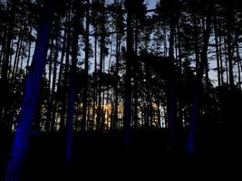 The image shows a forest during twilight with the sky transitioning from blue to orange hues at sunset. The silhouettes of the trees are prominent against the lighter sky in the background. photo