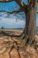Large tree with exposed roots photo