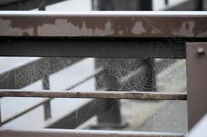 a spider web is seen on a railing photo
