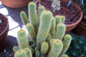 Garden arrangement of cactus plant in clay pots photo