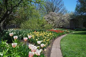 Arrangement of colorful blooming Tulips flower in natural landscape of botanical green garden park photo