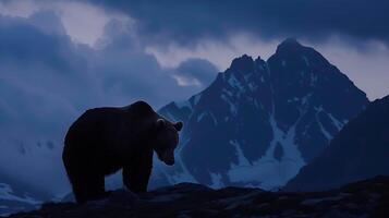 Grizzly bear on the background of the mountains in the evening photo