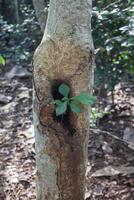 grass grows in a hollow tree trunk photo
