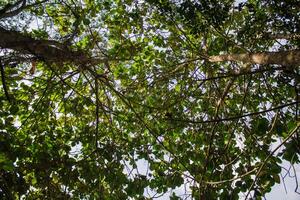 seen from under the teak tree photo
