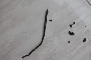 a worm on a gray ceramic photo