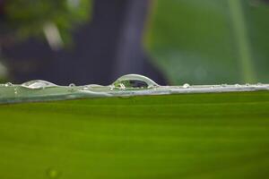 dew on banana leaf,banana leaf texture photo