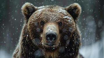 a close up of a brown bear in the snow photo