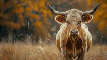 a cow with horns standing in a field of tall grass photo
