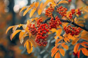 Rowan tree showing off its beautiful autumn colors with orange berries and leaves photo