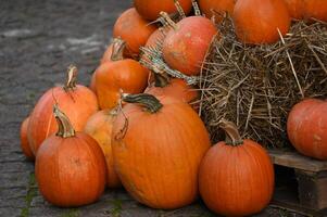 pumpkins are piled up on a wooden crate photo