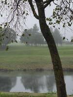 a view of a pond and trees on a foggy day photo