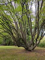 a large tree in a park with green leaves photo