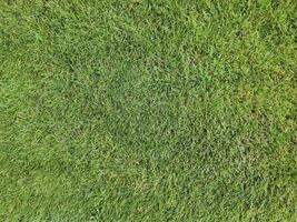 a close up of a green grass field photo