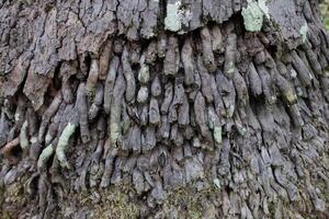coconut tree root texture photo