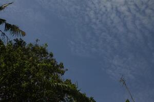 clouds in the sky and leaves photo