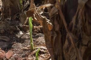 banana tree shoots photo