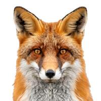 Red fox staring with intense eyes on white background photo