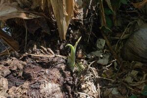 banana tree shoots photo
