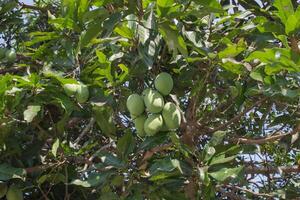 mango tree is bearing fruit photo