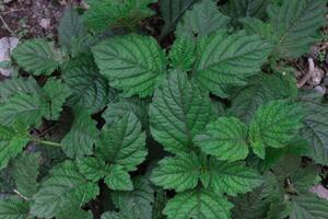 natural green leaves background in full frame photo