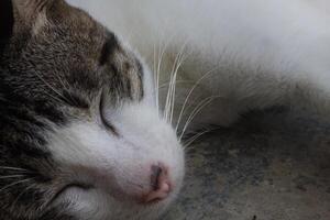 a cat sleeping on the porch photo