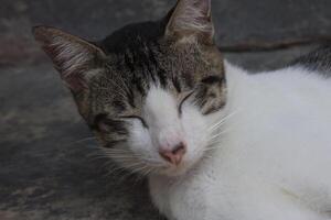 a cat sleeping on the porch photo