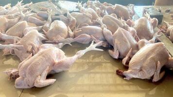 Freshly Butchered Chickens in wet marker photo