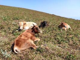 Four zebu cattle graze on a lush hillside, perfectly suited to the mountainous terrain. Rolling hills, a clear sky, and distant mountains create a peaceful and scenic backdrop. photo