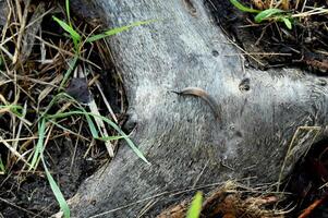 a worm is sitting on a tree trunk photo