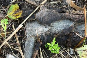 a dead animal laying on the ground with some weeds photo