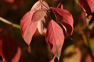 a close up of a red leaf on a plant photo